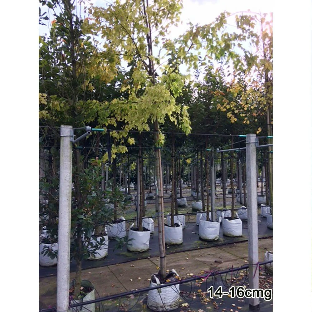 Acer rubrum 'October Glory' Tree - Image 7