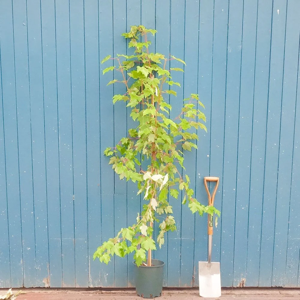 Acer rubrum 'Red Sunset' Tree - Image 2