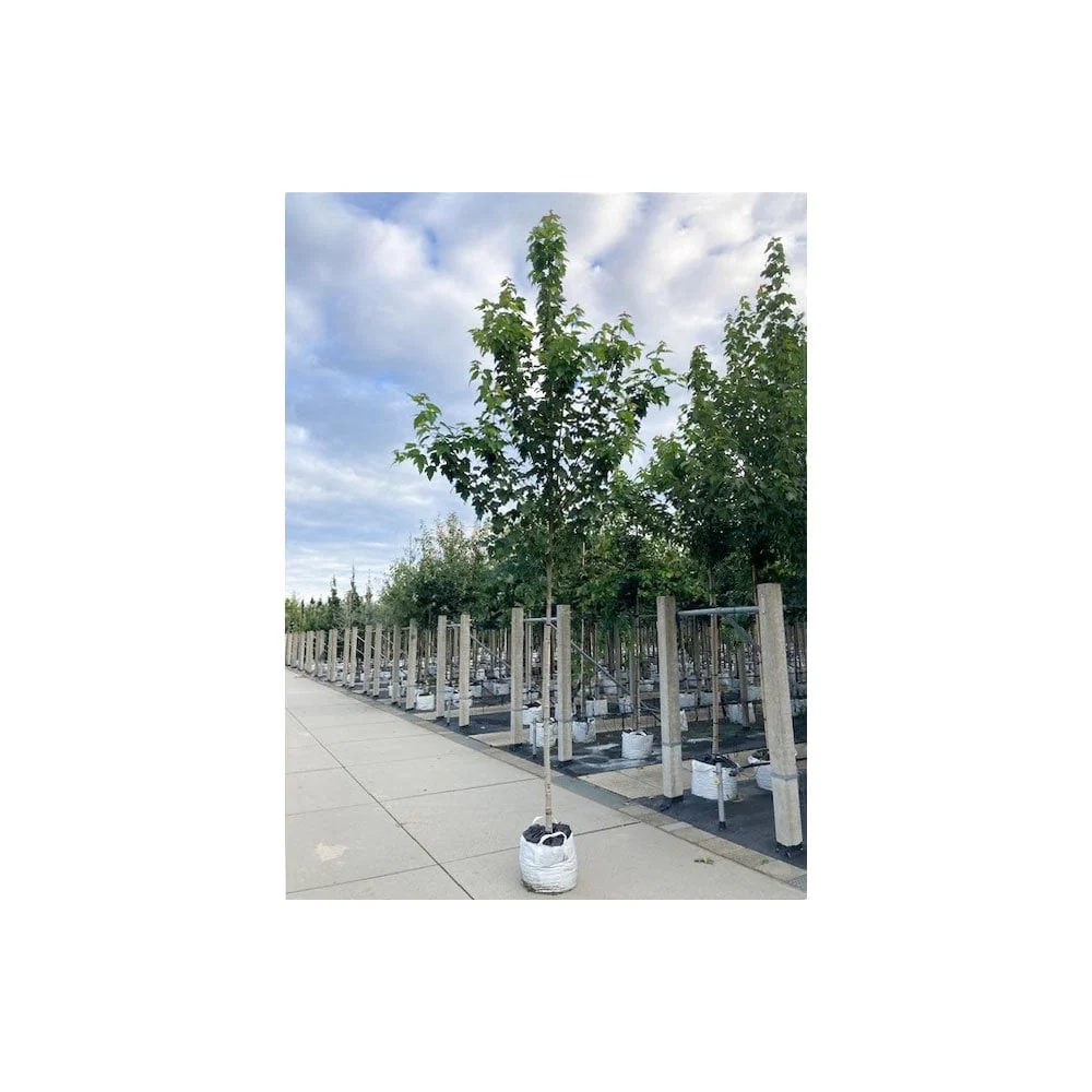 Acer rubrum 'Red Sunset' Tree - Image 3