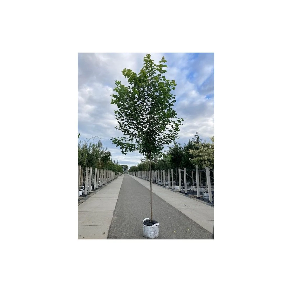 Acer rubrum 'Red Sunset' Tree - Image 4