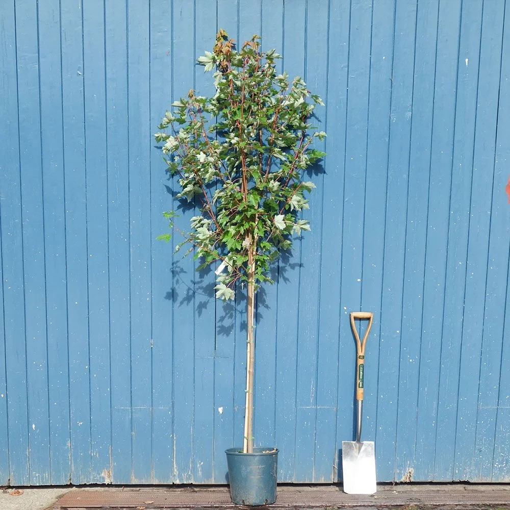 Acer rubrum 'Redpointe' Tree - Image 3