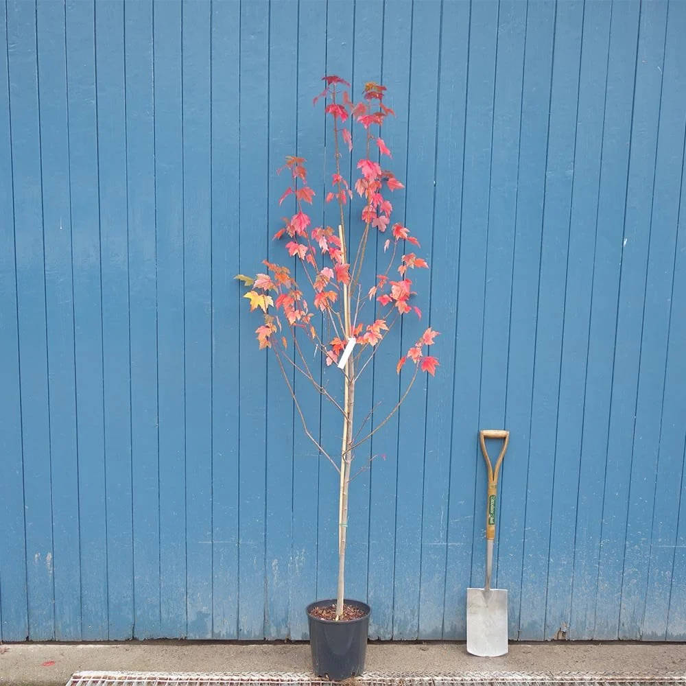 Acer rubrum 'Sun Valley' Tree - Image 3