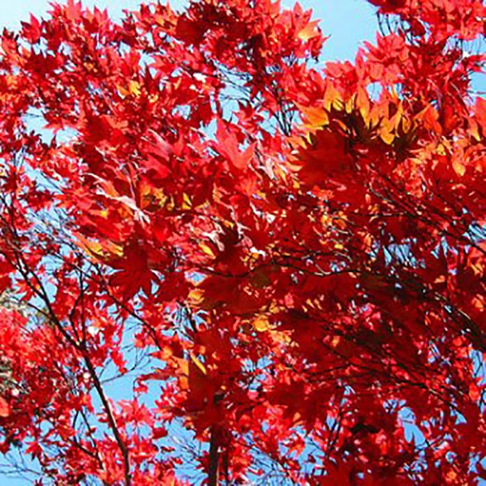Acer rubrum 'Sun Valley' Tree - Image 4