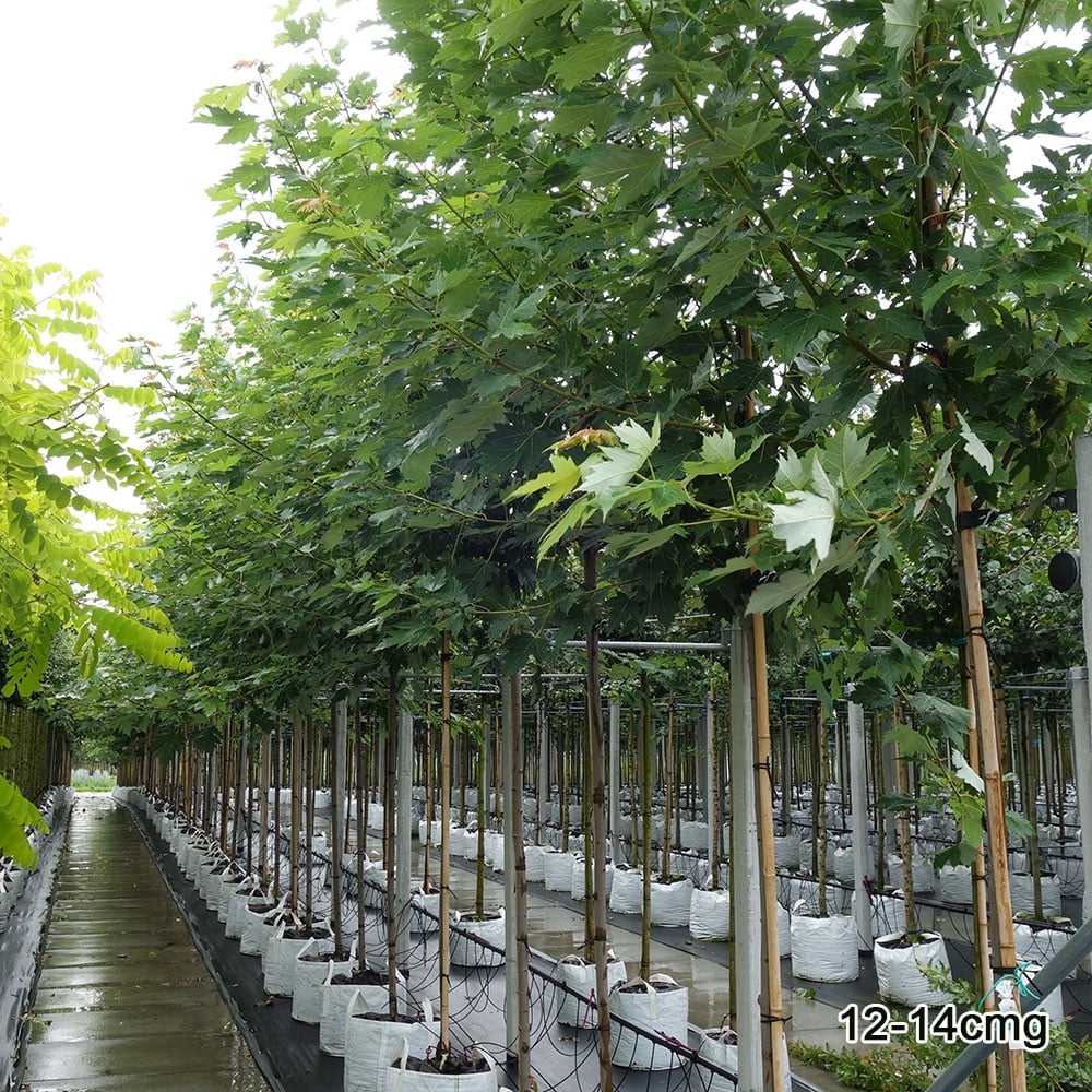 Acer rubrum 'Sun Valley' Tree - Image 5