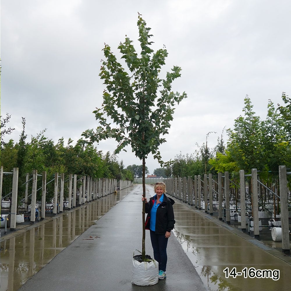 Acer rubrum 'Sun Valley' Tree - Image 6