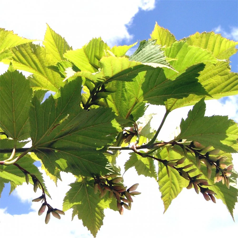 Acer rufinerve Tree - Image 3