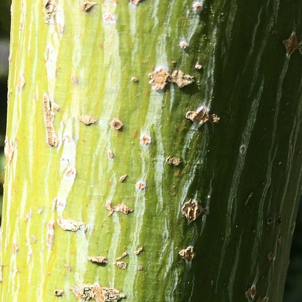 Acer rufinerve Tree - Image 4