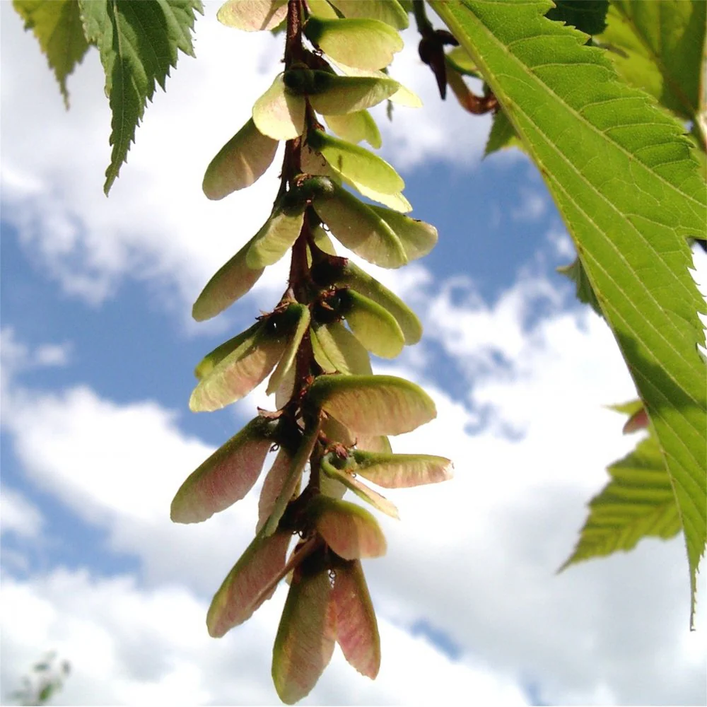 Acer rufinerve Tree - Image 5