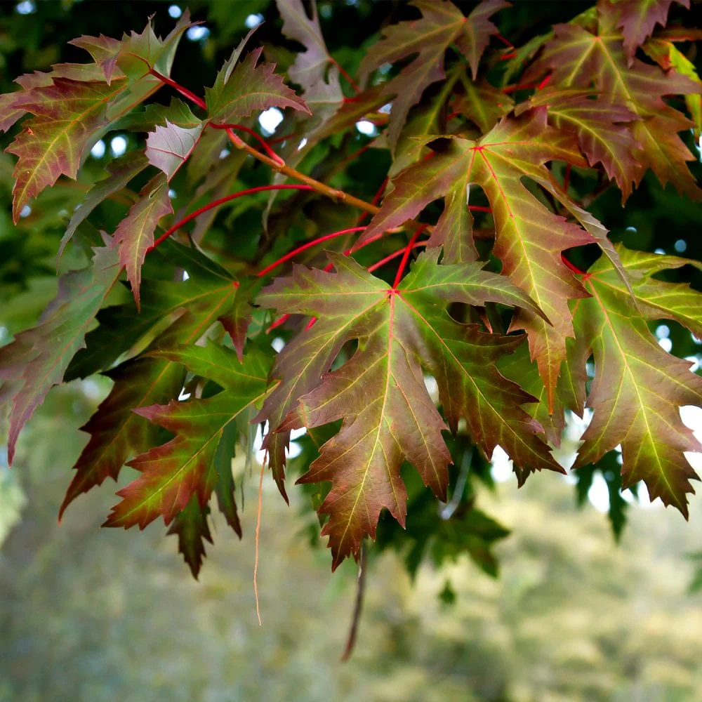 Acer saccharinum Tree