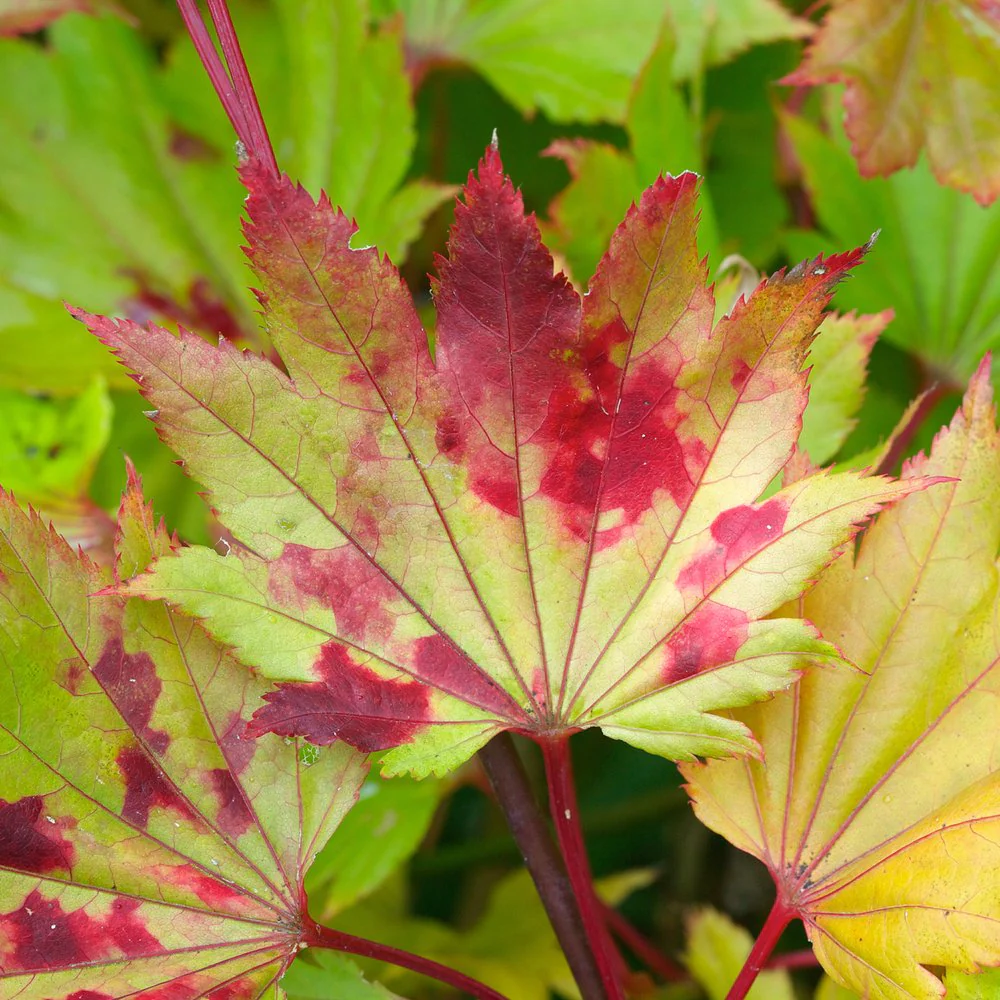Acer shirasawanum 'Aureum' Tree - Image 3