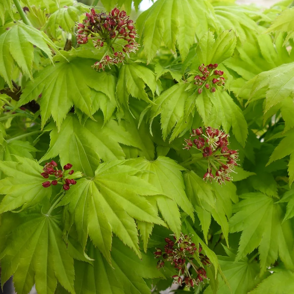 Acer shirasawanum 'Aureum' Tree - Image 4