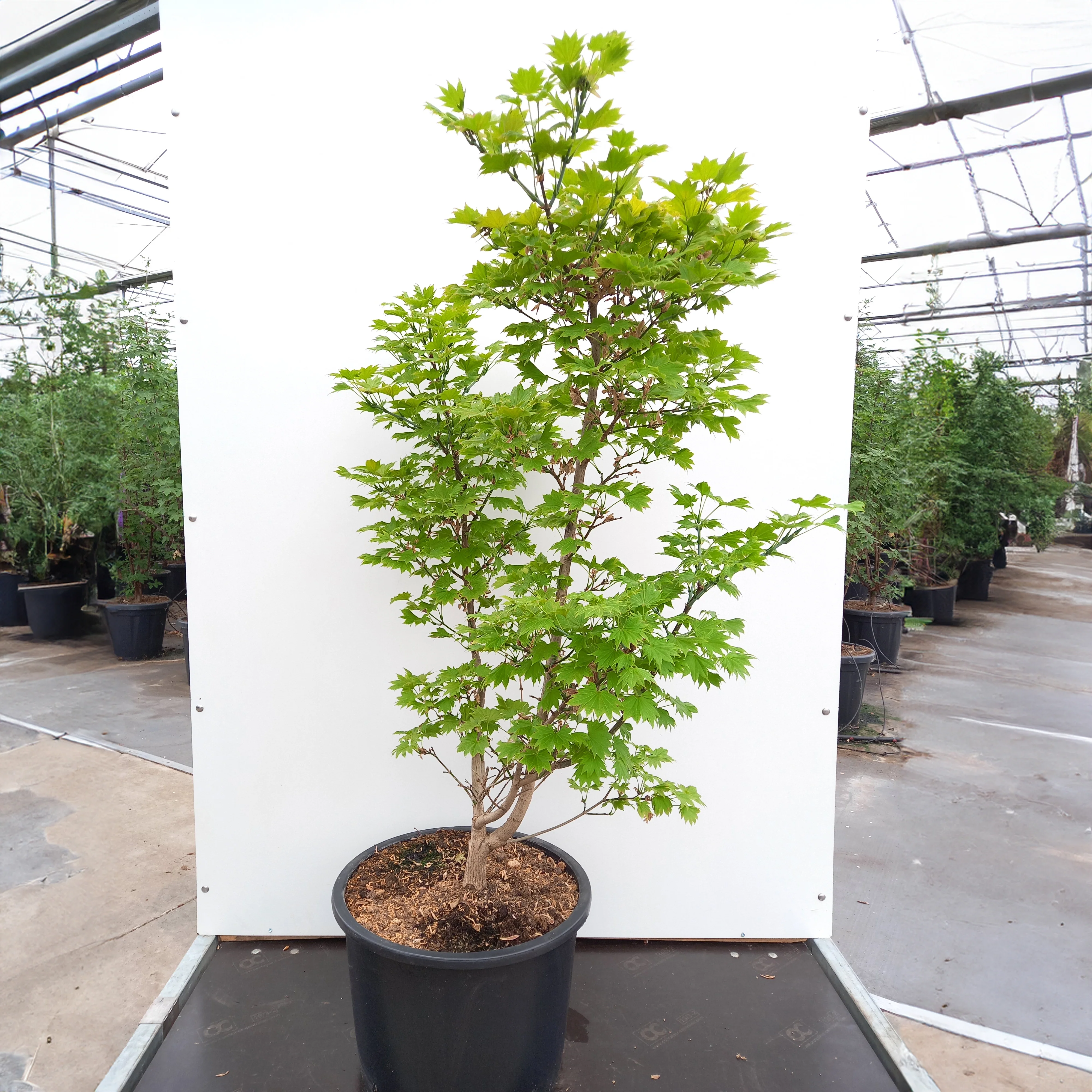 Acer shirasawanum 'Aureum' Tree - Image 5
