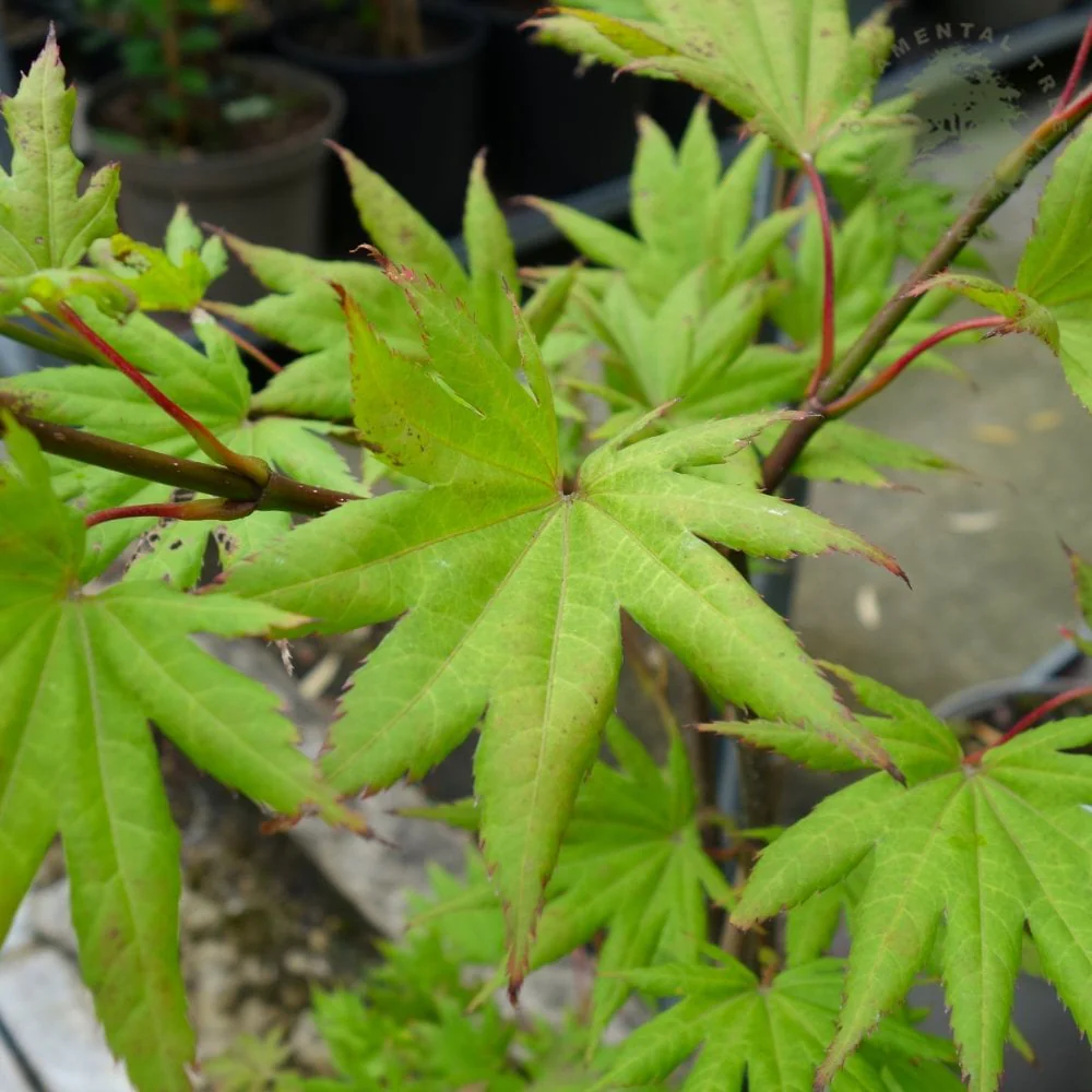 Acer shirasawanum ‘Autumn Moon’ Tree - Image 3