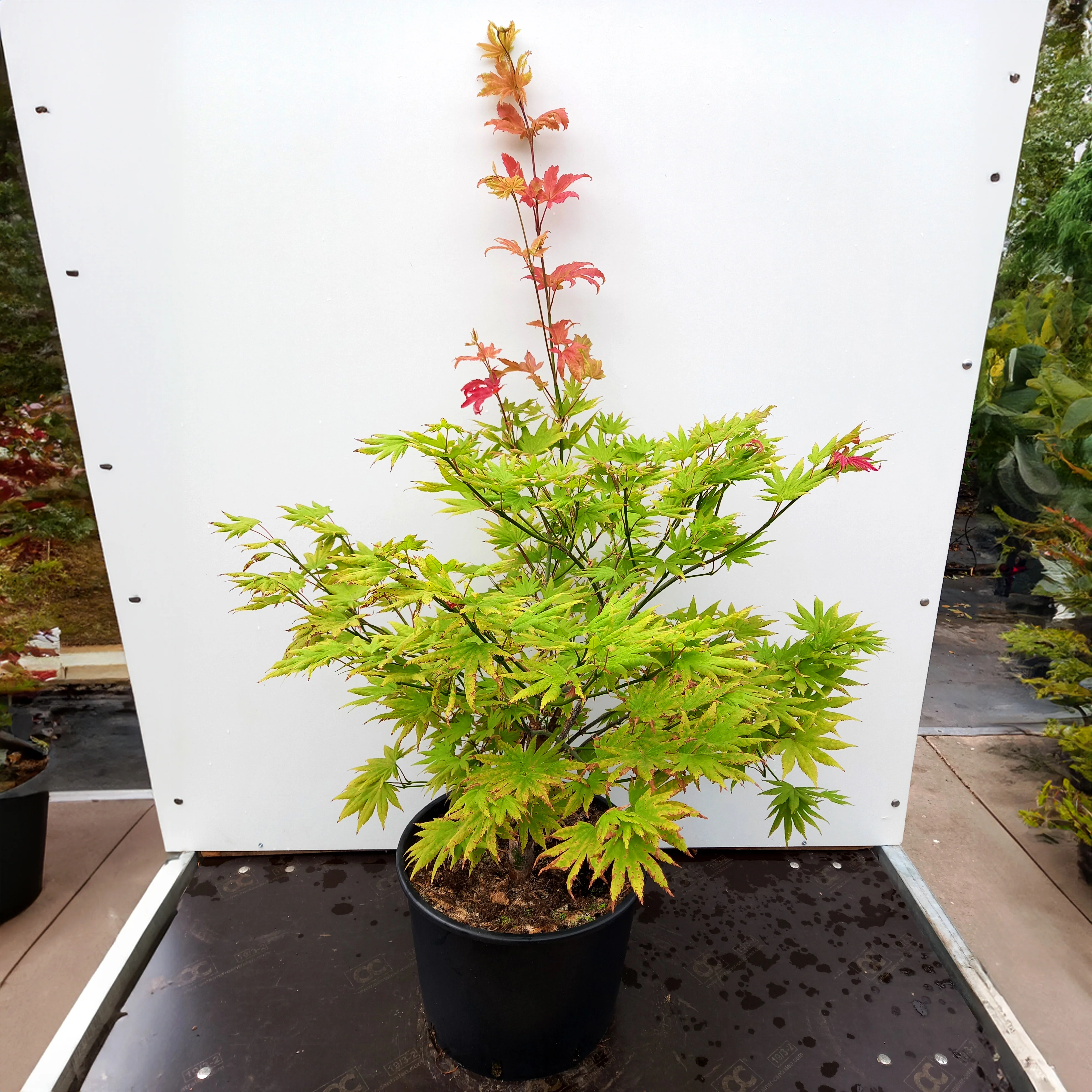 Acer shirasawanum ‘Autumn Moon’ Tree - Image 4