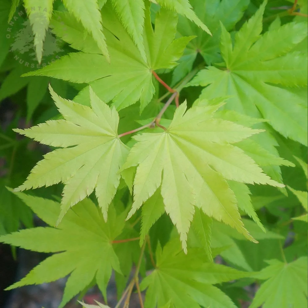 Acer shirasawanum 'Jordan' Tree - Image 3
