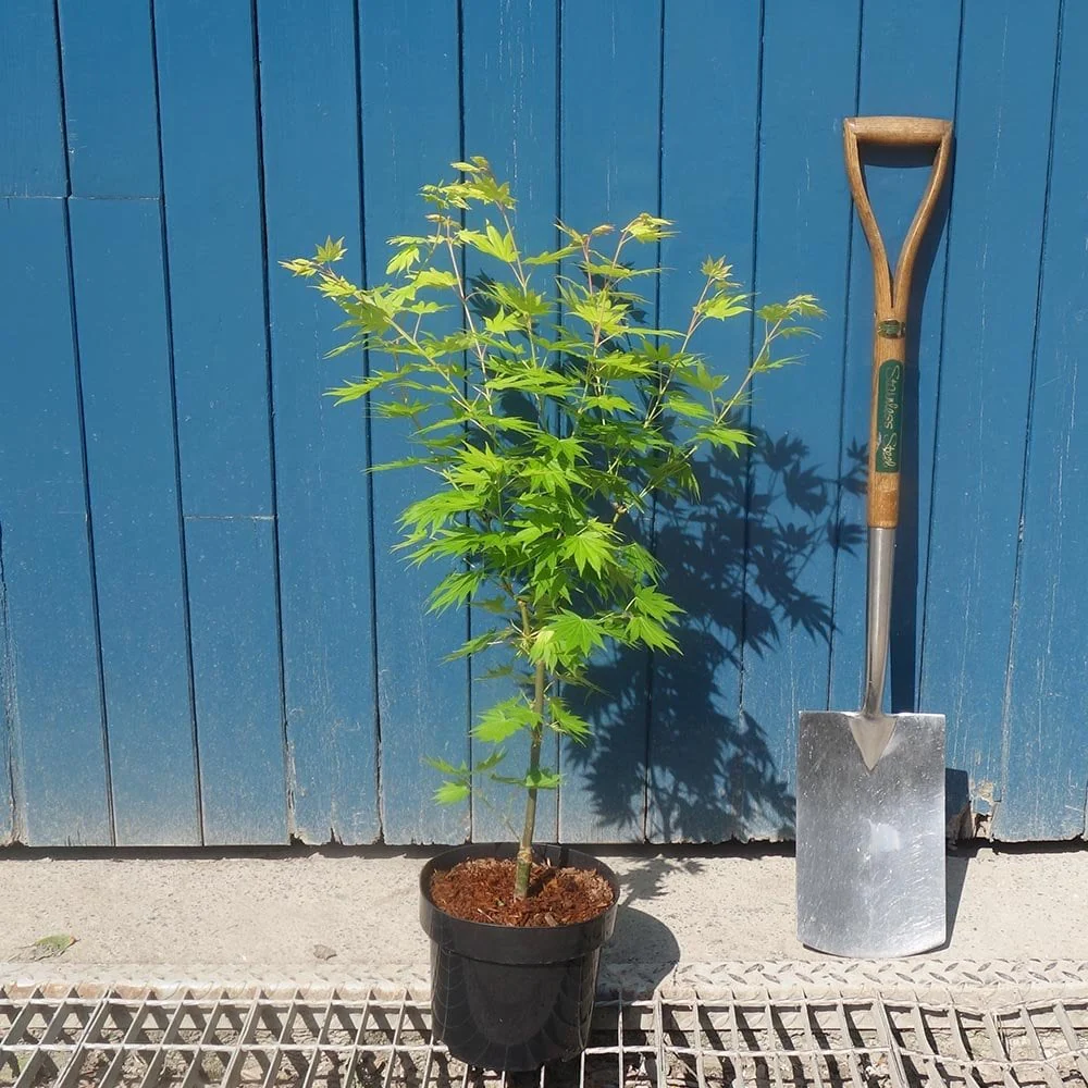 Acer shirasawanum 'Jordan' Tree - Image 4