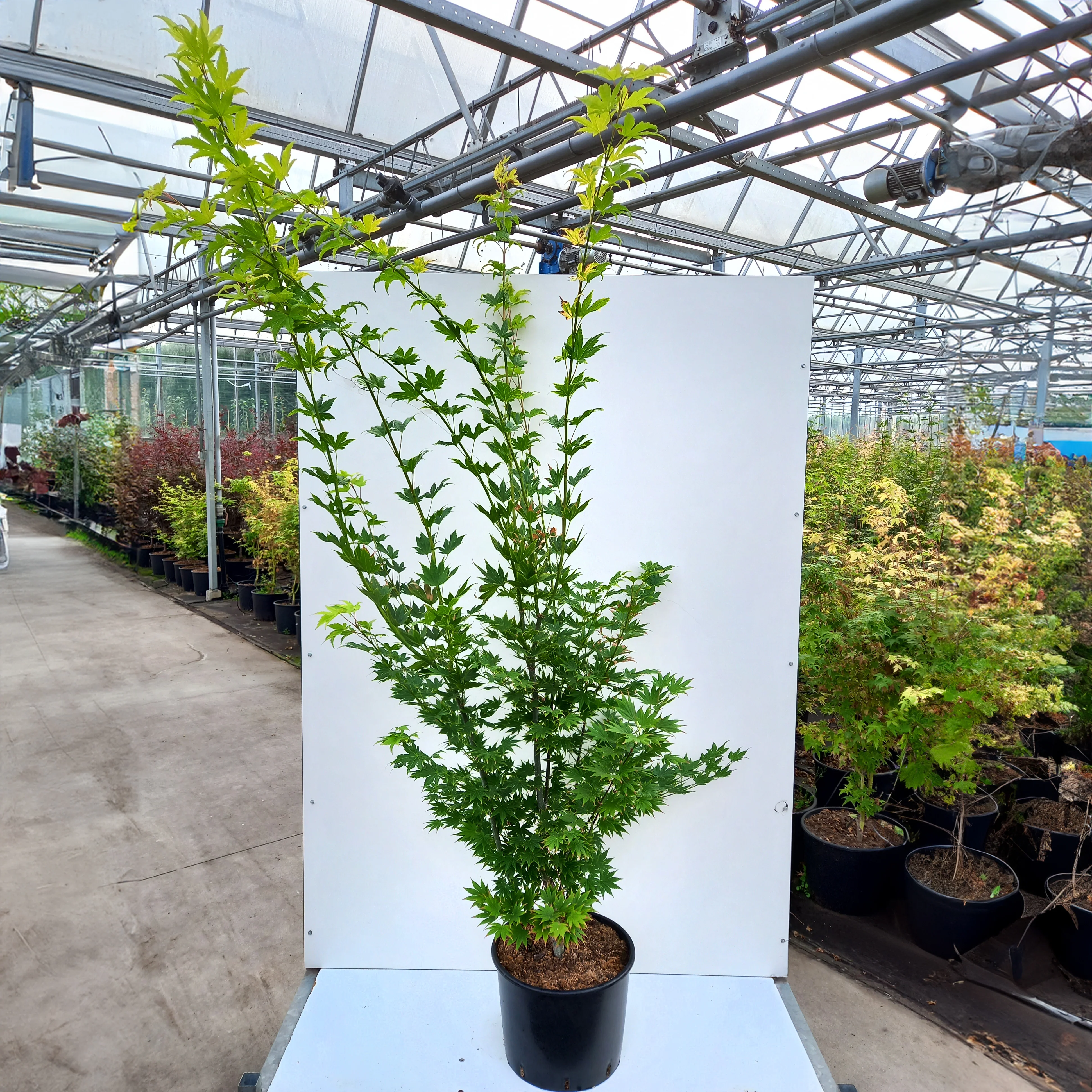 Acer shirasawanum 'Jordan' Tree - Image 5