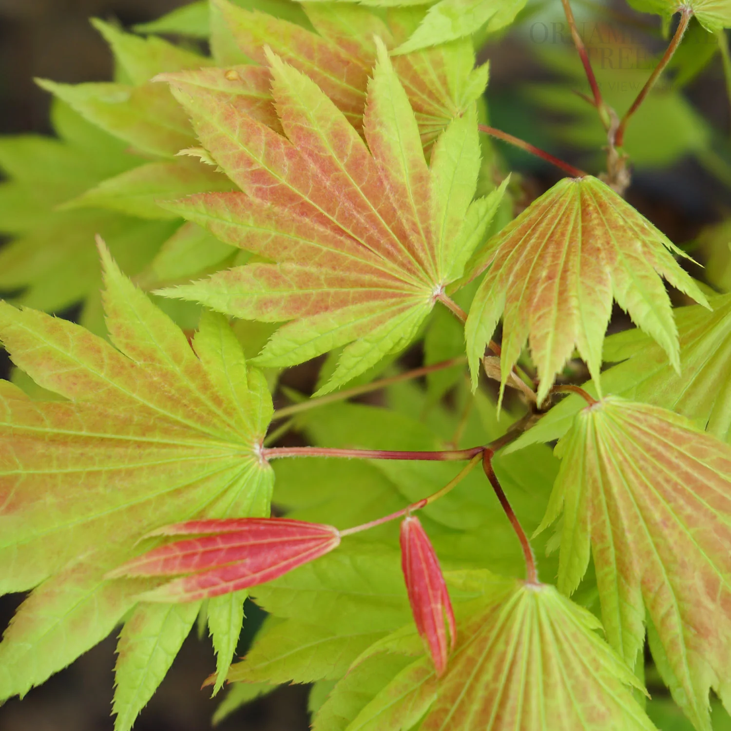 Acer shirasawanum 'Moonrise' Tree