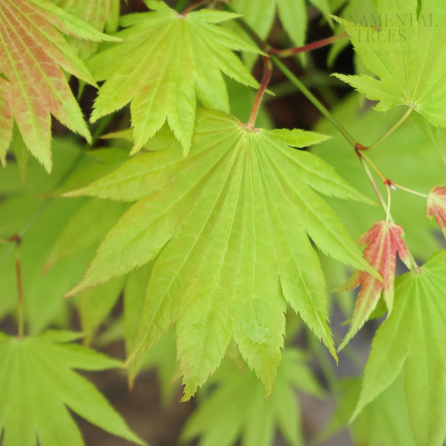 Acer shirasawanum 'Moonrise' Tree - Image 2