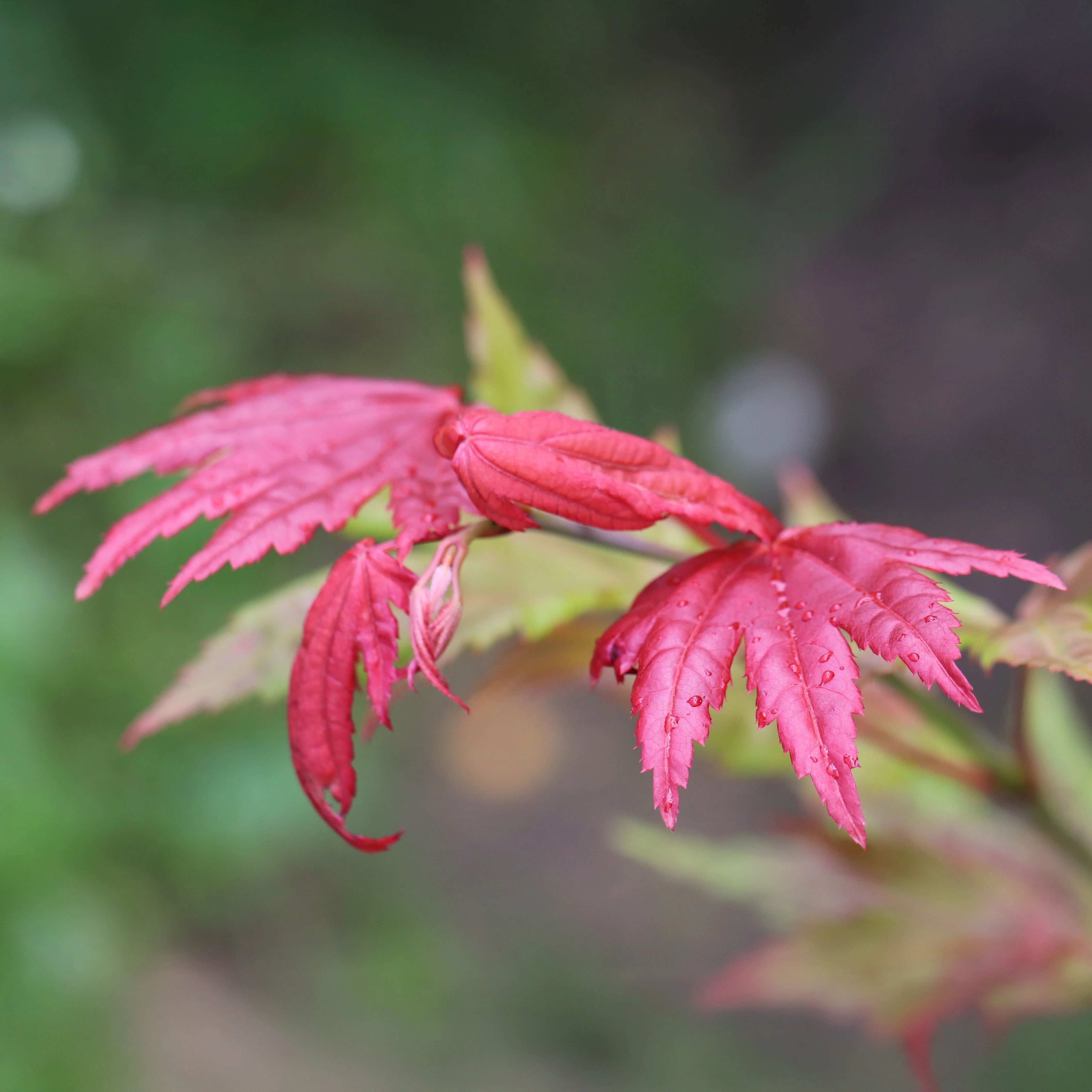 Acer shirasawanum 'Moonrise' Tree - Image 3