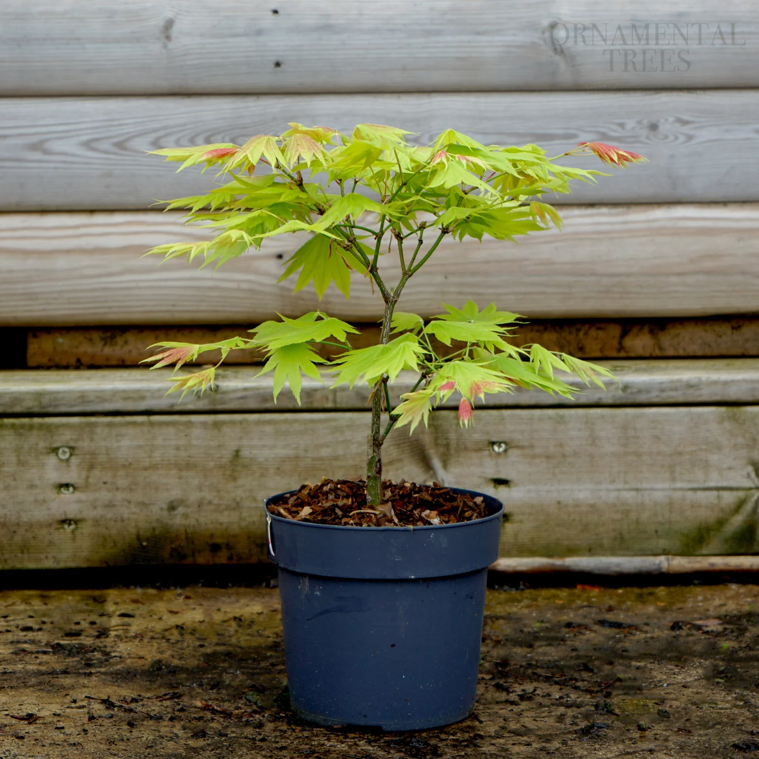 Acer shirasawanum 'Moonrise' Tree - Image 4