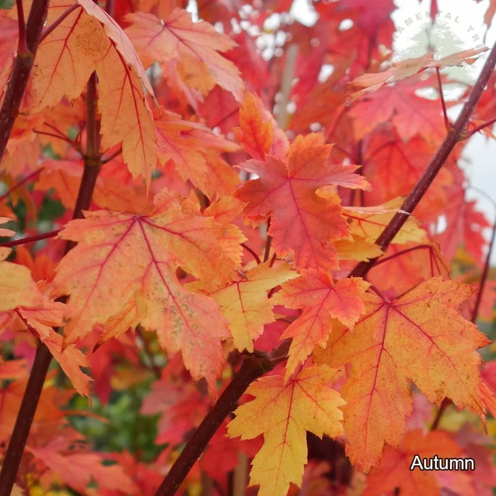 Acer x freemanii 'Autumn Blaze' Tree - Image 3
