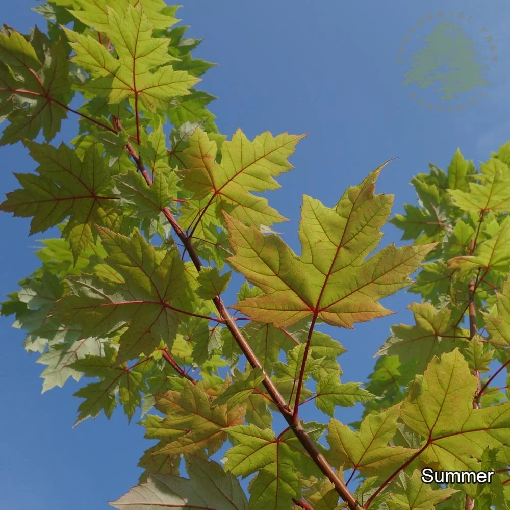 Acer x freemanii 'Autumn Blaze' Tree - Image 4