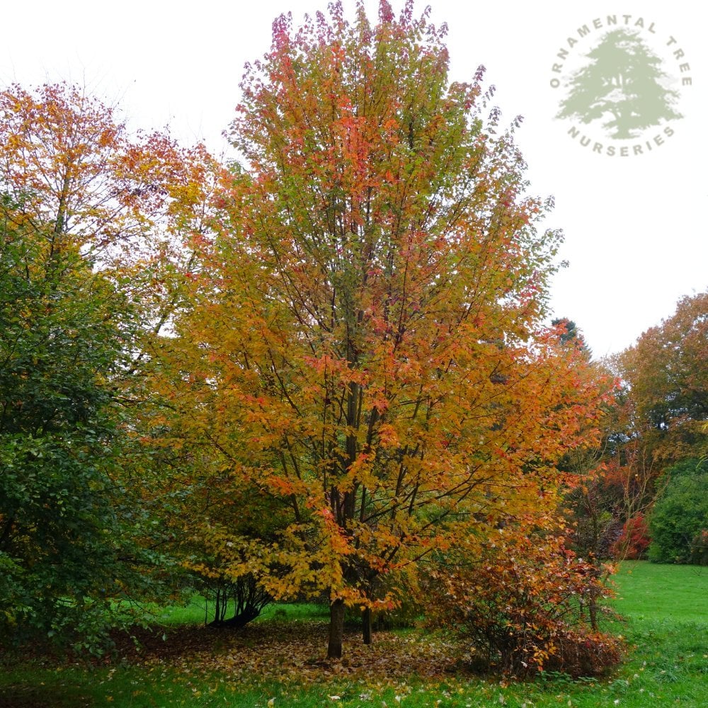 Acer x freemanii 'Autumn Blaze' Tree - Image 5
