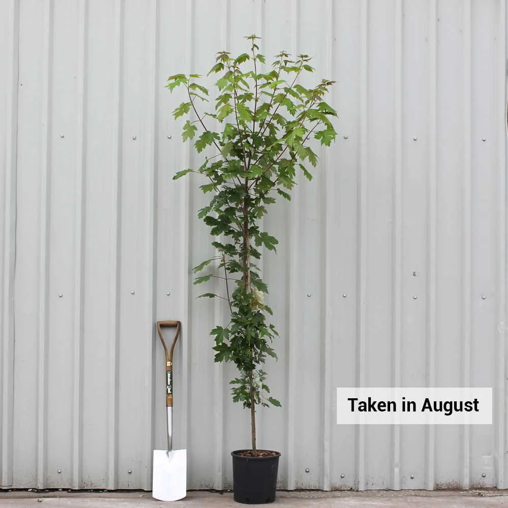 Acer x freemanii 'Autumn Blaze' Tree - Image 6