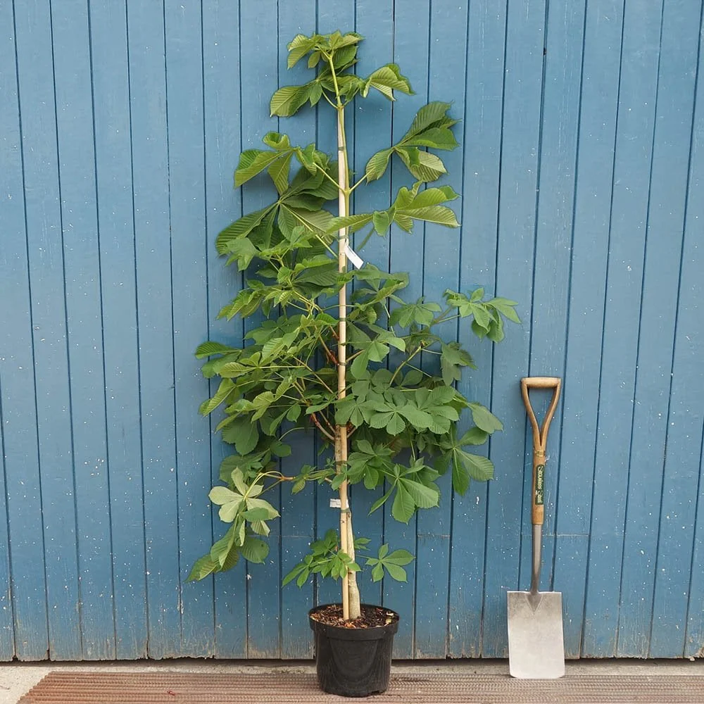 Aesculus hippocastanum Tree - Image 3