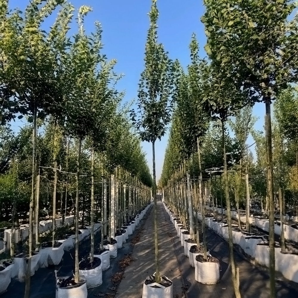 Aesculus hippocastanum Tree - Image 4