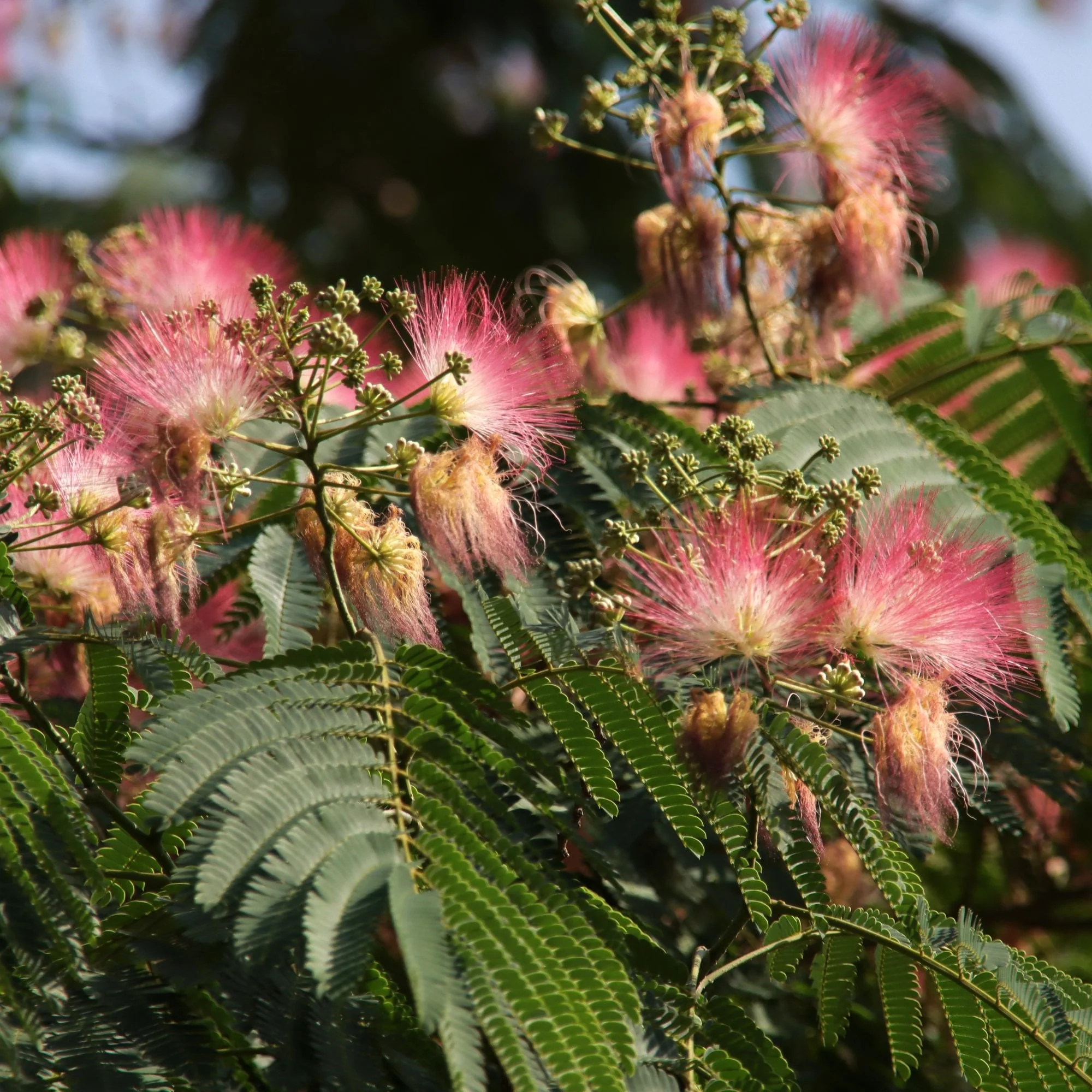 Albizia julibrissen Ombrella Tree