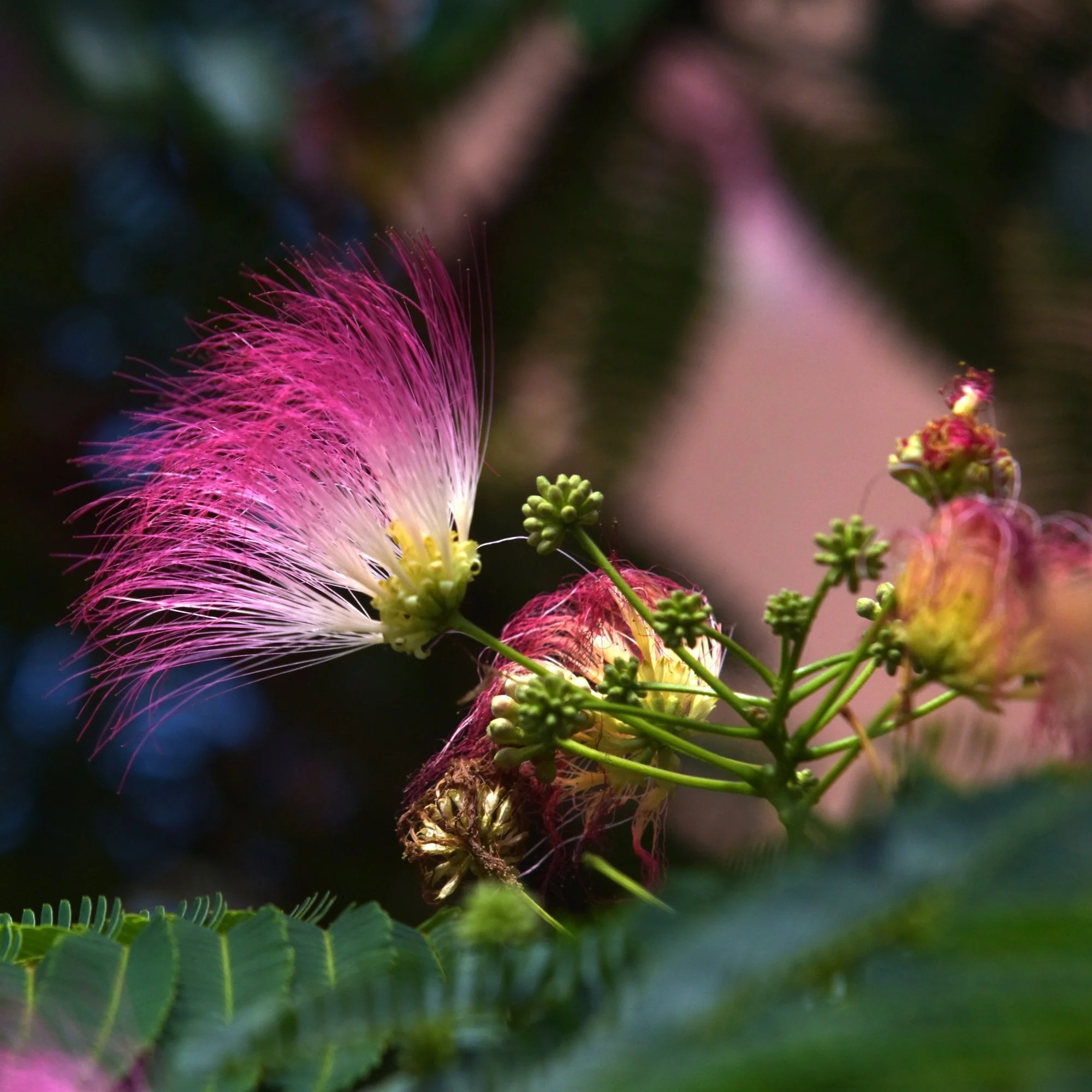 Albizia julibrissen Ombrella Tree - Image 2