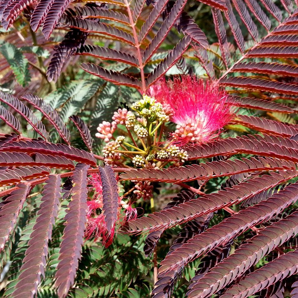Albizia julibrissin Evey's Pride