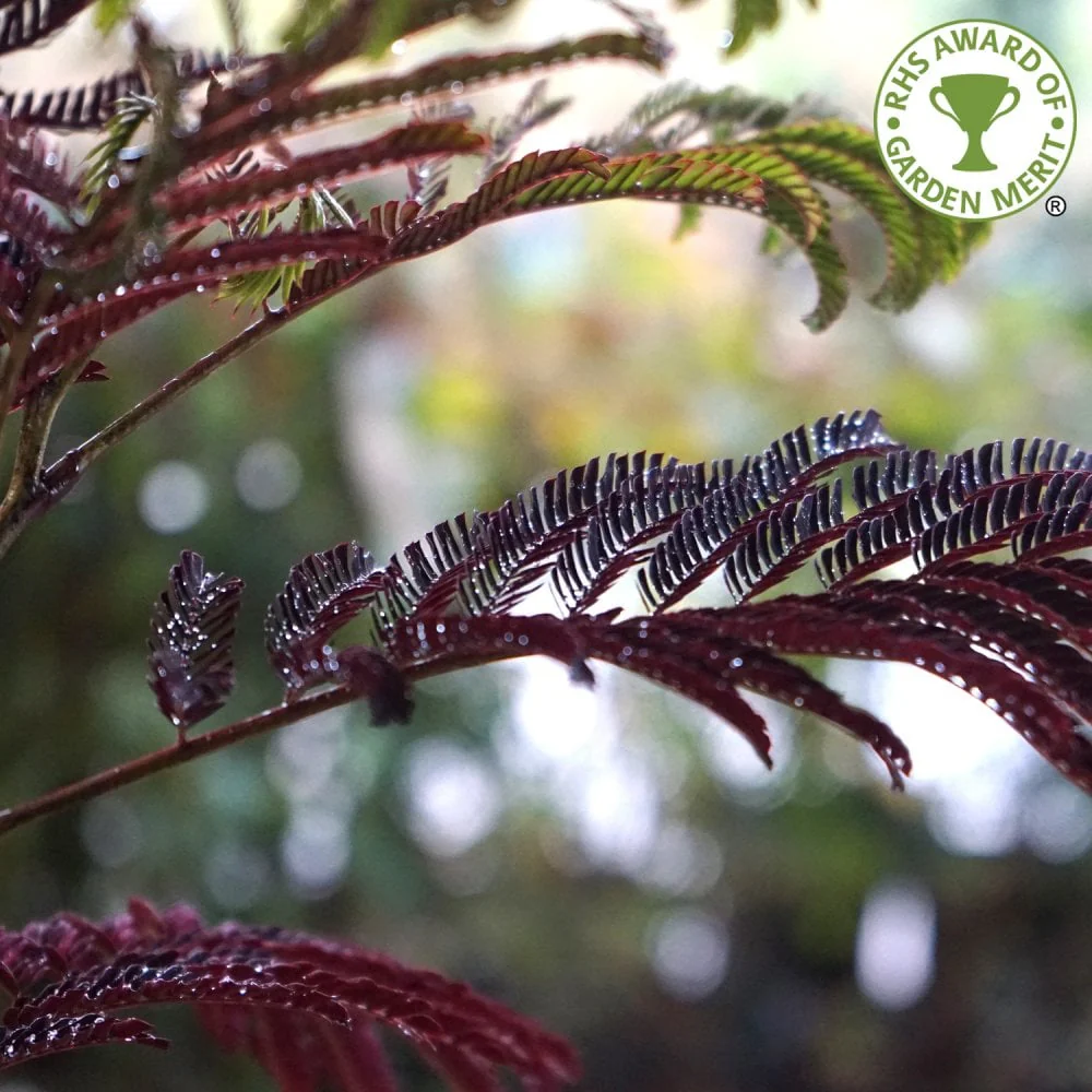 Albizia julibrissin 'Summer Chocolate' Tree
