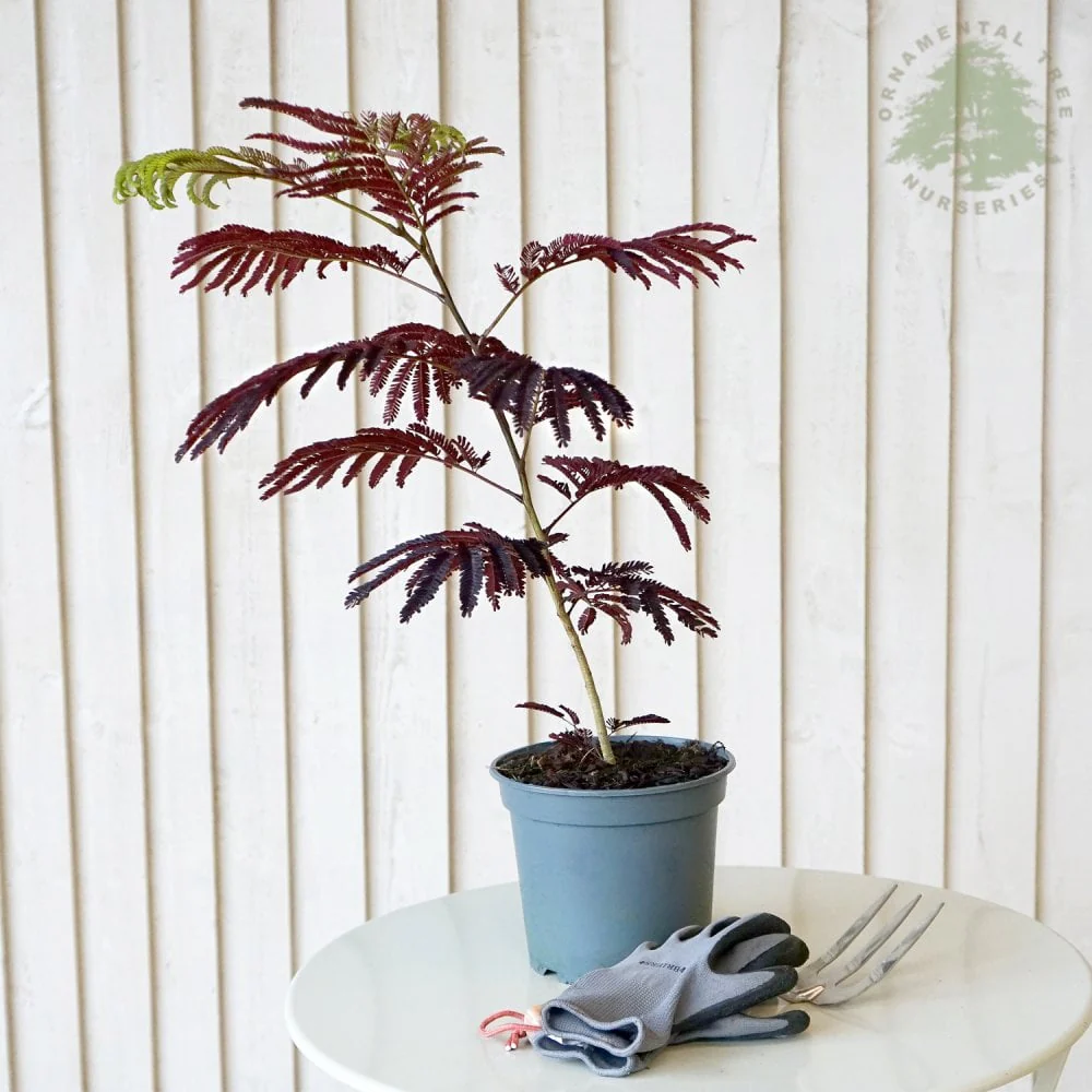 Albizia julibrissin 'Summer Chocolate' Tree - Image 2