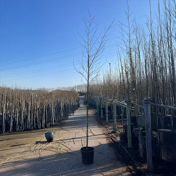 Alnus glutinosa 'Imperialis' Tree - Image 3