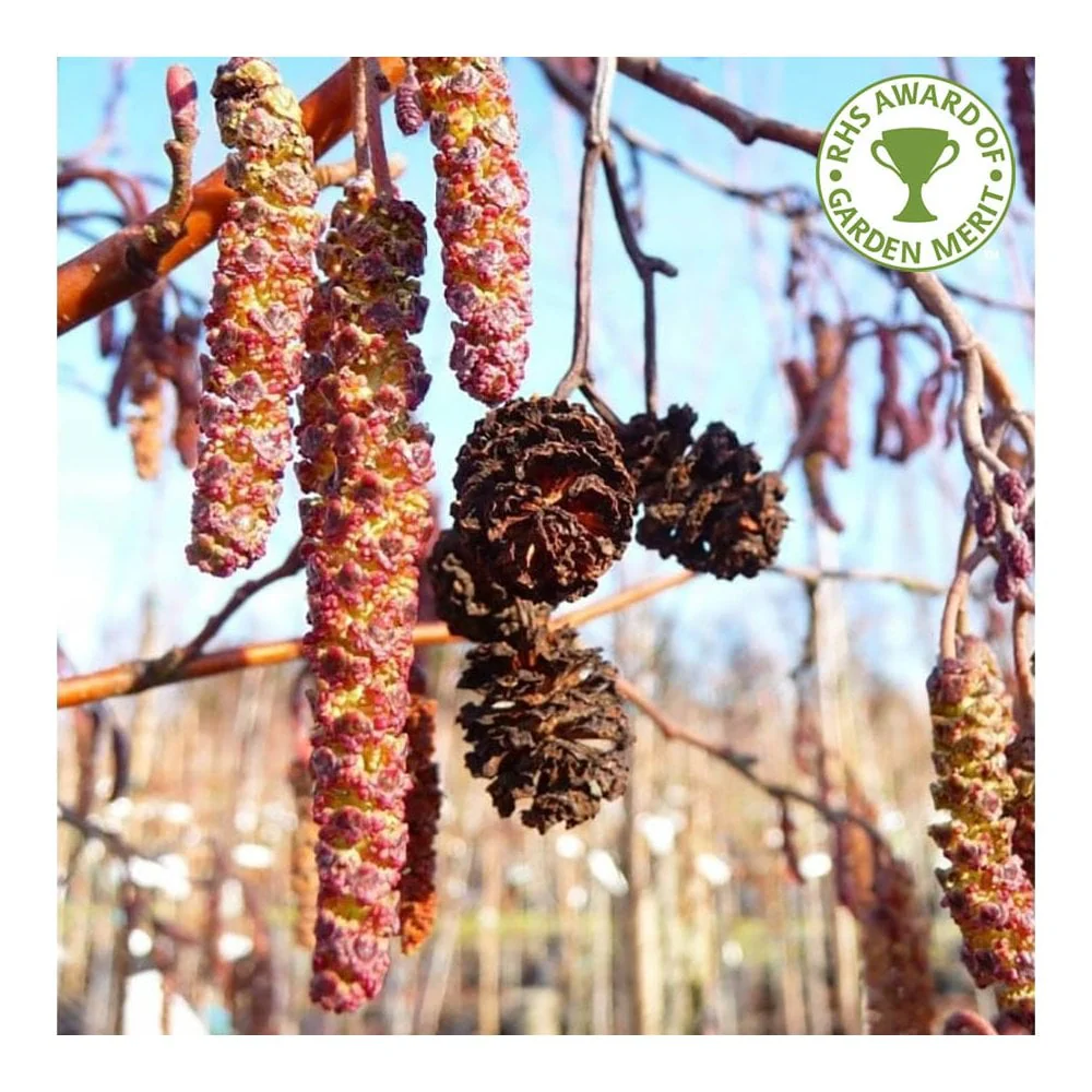 Alnus incana 'Aurea' Tree