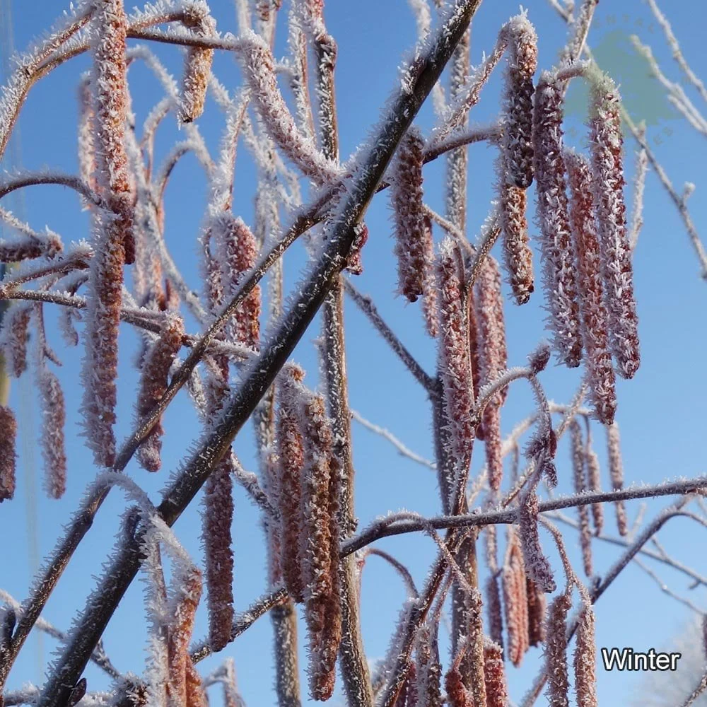 Alnus incana 'Aurea' Tree - Image 2