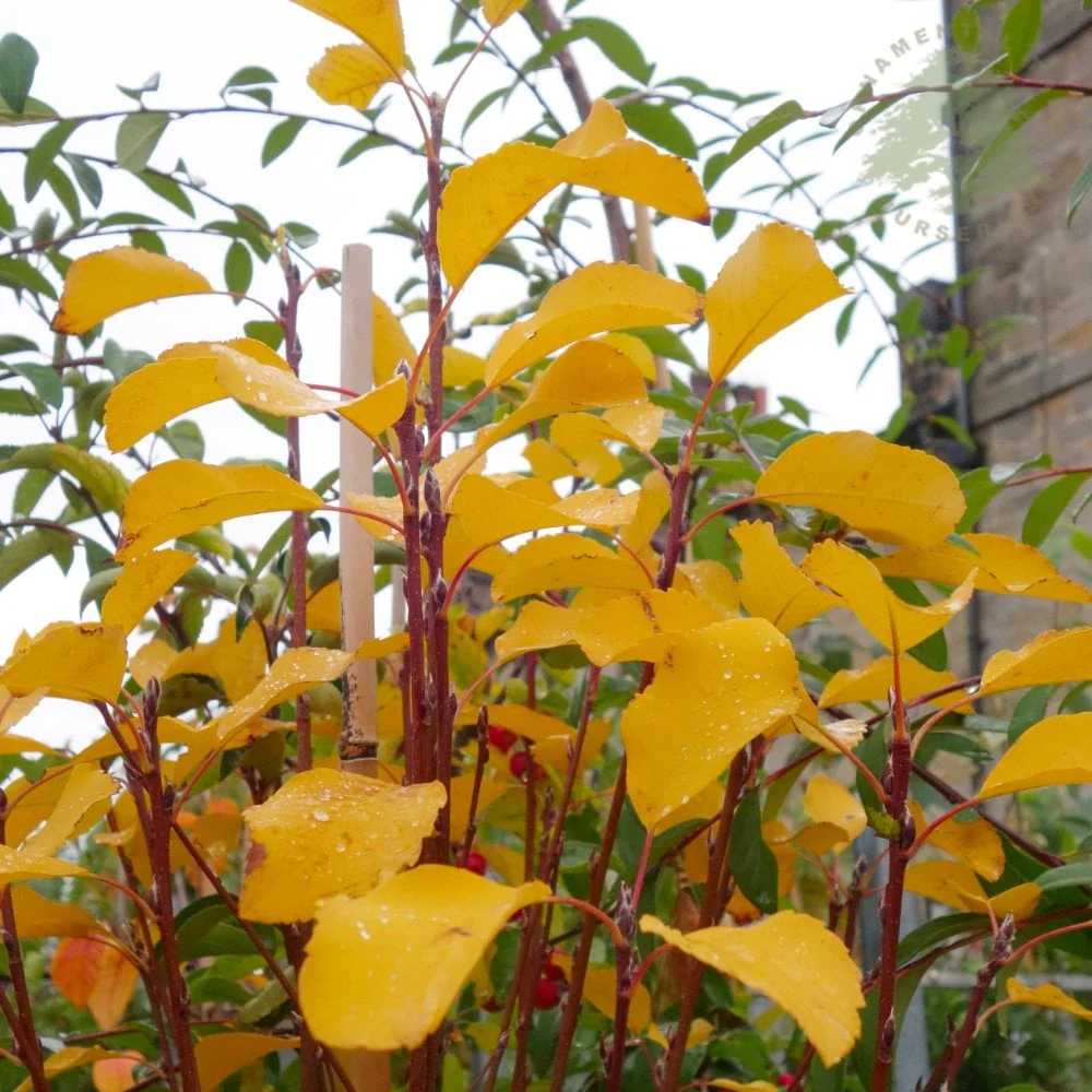 Amelanchier alnifolia 'Obelisk' Tree - Image 3