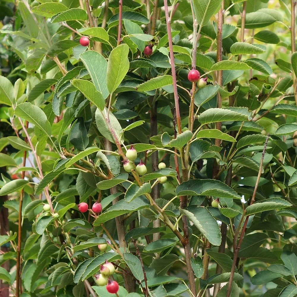 Amelanchier alnifolia 'Obelisk' Tree - Image 4