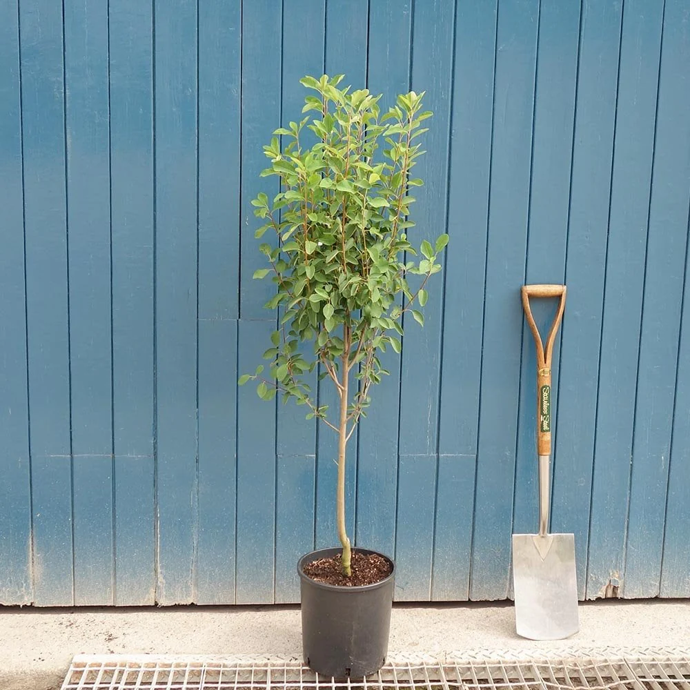 Amelanchier alnifolia 'Obelisk' Tree - Image 6