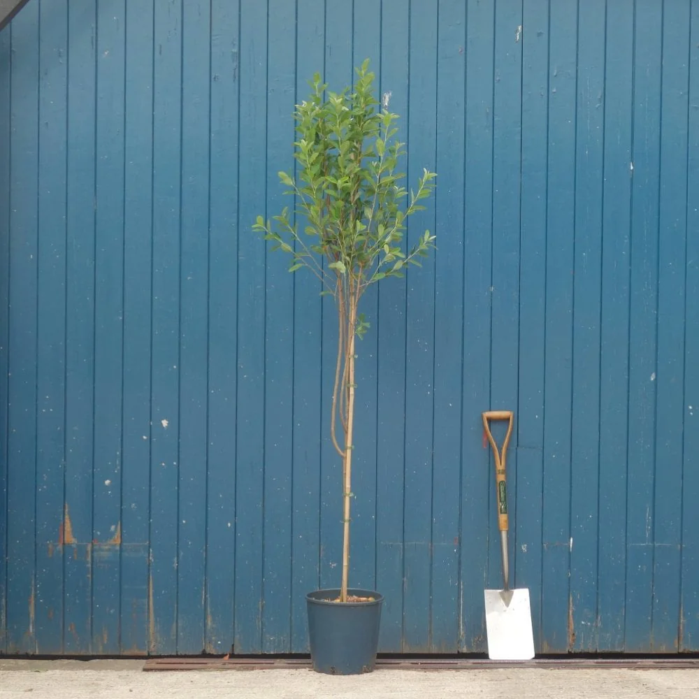 Amelanchier canadensis 'October Flame' - Image 3