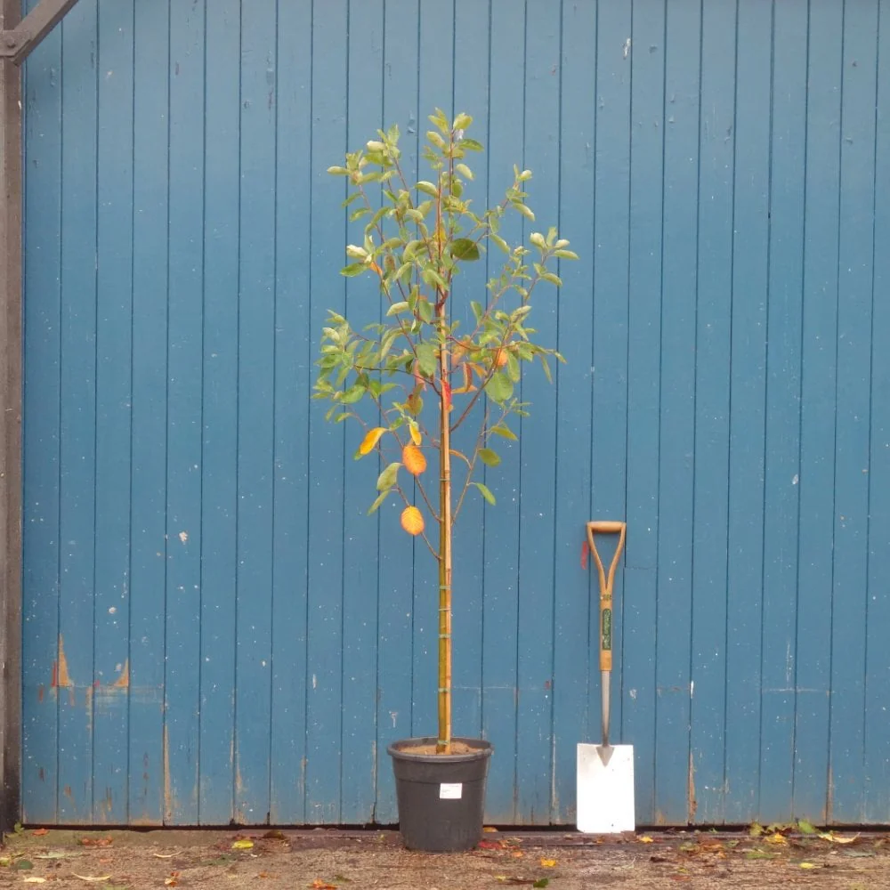 Amelanchier canadensis 'Prince William' - Image 3
