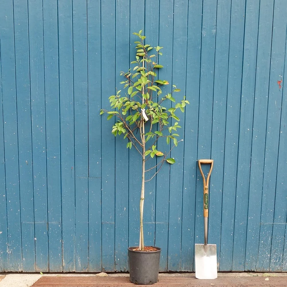 Amelanchier canadensis Tree - Image 3