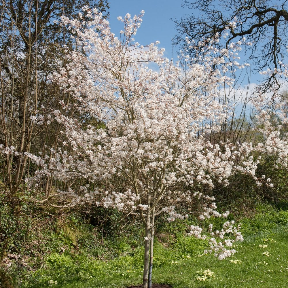 Amelanchier 'La Paloma' Tree - Image 3