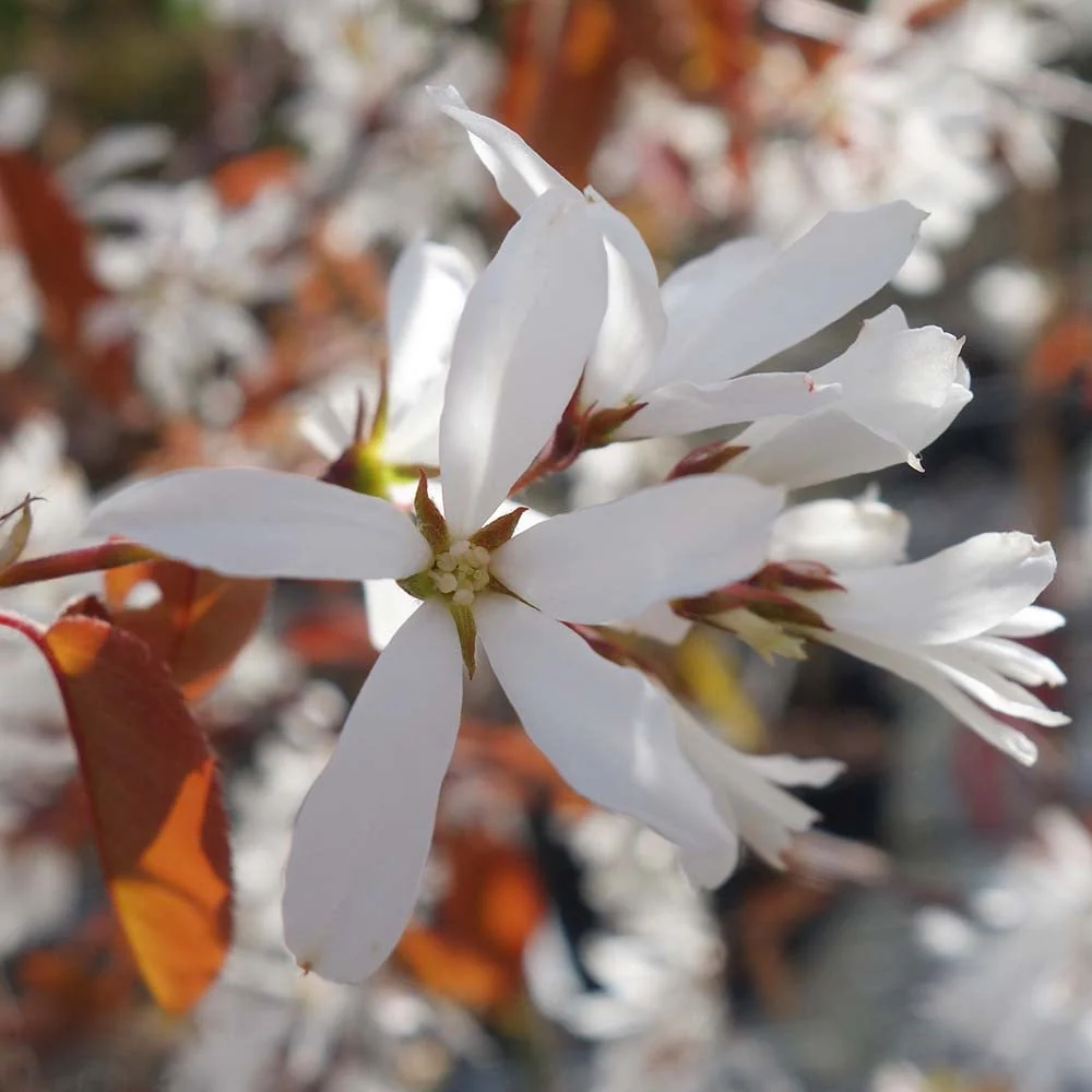 Amelanchier 'La Paloma' Tree - Image 4