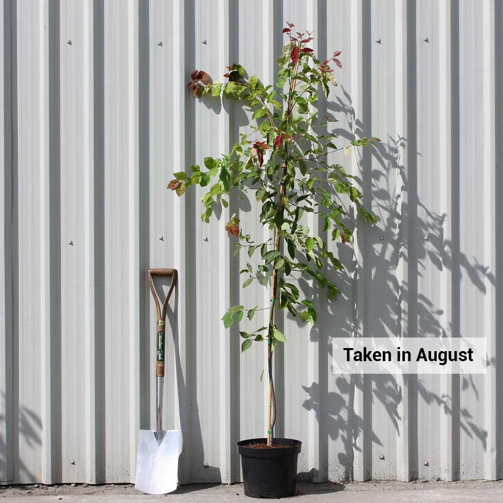 Amelanchier 'La Paloma' Tree - Image 5