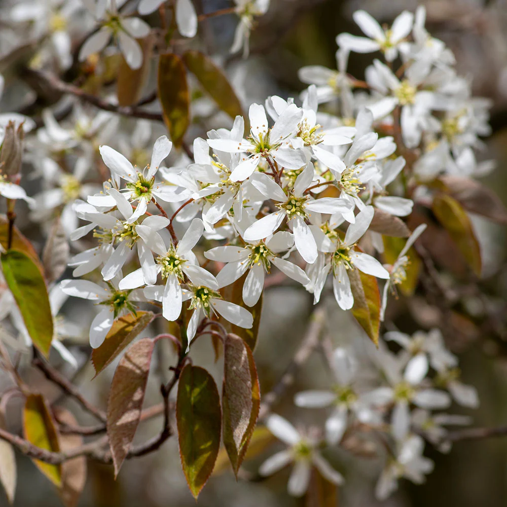 Amelanchier lamarckii Tree