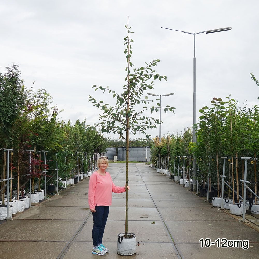 Amelanchier lamarckii Tree - Image 10
